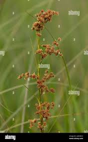 Attēlu rezultāti vaicājumam “Cladium mariscus bud”