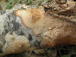 Attēlu rezultāti vaicājumam “Hyphodontia barba-jovis”