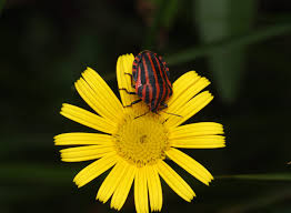 Attēlu rezultāti vaicājumam “Graphosoma lineatum nymph”