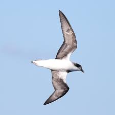 Image result for Pterodroma feae