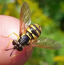 Attēlu rezultāti vaicājumam “Chrysotoxum sp.”