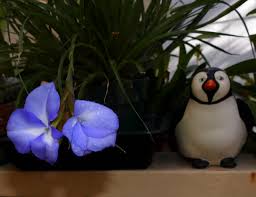 Image result for tillandsia umbellata