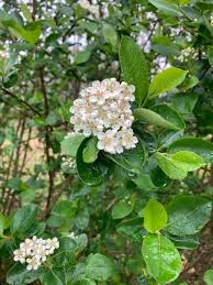 Attēlu rezultāti vaicājumam “Aronia melanocarpa flower”