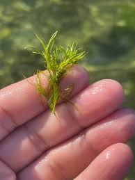 Attēlu rezultāti vaicājumam “Najas flexilis”