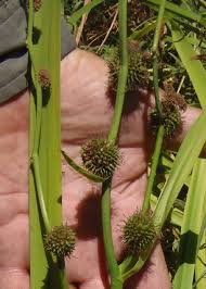 Attēlu rezultāti vaicājumam “Sparganiaceae”