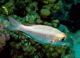 Image result for Monotaxis grandoculis