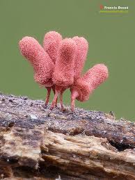 Attēlu rezultāti vaicājumam “Arcyria helvetica macro”