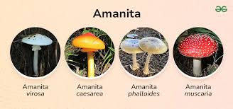 Attēlu rezultāti vaicājumam “Amanita muscaria”