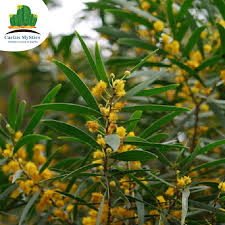 Attēlu rezultāti vaicājumam “Aphis confusa”