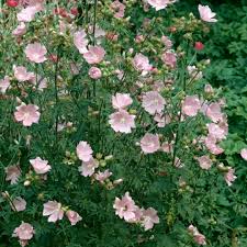 Image result for Malva alcea