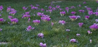 Attēlu rezultāti vaicājumam “Colchicum autumnale”