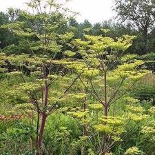 Attēlu rezultāti vaicājumam “Peucedanum palustre leaf”