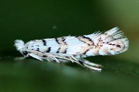 Attēlu rezultāti vaicājumam “Phyllonorycter platanoidella”