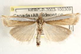 Attēlu rezultāti vaicājumam “Crambus hamella”