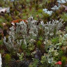 Attēlu rezultāti vaicājumam “Cladonia phyllophora”