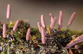 Attēlu rezultāti vaicājumam “Stemonitopsis hyperopta”