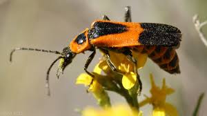 Attēlu rezultāti vaicājumam “Cantharidae”