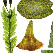 Attēlu rezultāti vaicājumam “Fissidens adianthoides sporophyte”