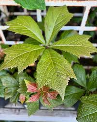 Image result for Rodgersia chocolate wings