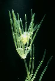 Attēlu rezultāti vaicājumam “Chara aspera”