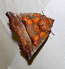 Attēlu rezultāti vaicājumam “Scoliopteryx libatrix”