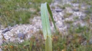 Attēlu rezultāti vaicājumam “Carex hirta female flower”