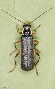 Attēlu rezultāti vaicājumam “Cantharis nigricans”