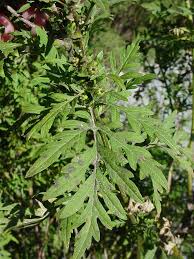 Attēlu rezultāti vaicājumam “Ambrosia artemisiifolia”