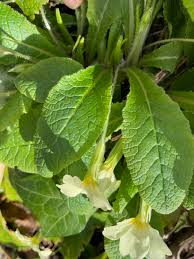 Attēlu rezultāti vaicājumam “Primula veris leaf”