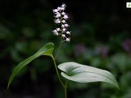 Attēlu rezultāti vaicājumam “Maianthemum bifolium flower”
