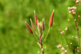 Attēlu rezultāti vaicājumam “Oenothera biennis bud”