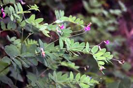 Attēlu rezultāti vaicājumam “Lathyrus niger”