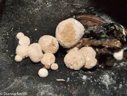 Attēlu rezultāti vaicājumam “Asterophora lycoperdoides”
