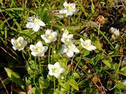 Attēlu rezultāti vaicājumam “Parnassia palustris leaf”