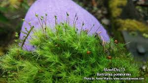 Attēlu rezultāti vaicājumam “Bartramia pomiformis”