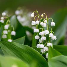 Attēlu rezultāti vaicājumam “Convallaria majalis leaf”