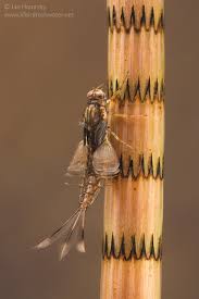 Attēlu rezultāti vaicājumam “Siphlonurus”