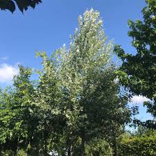 Attēlu rezultāti vaicājumam “Populus alba Nivea”