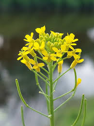 Attēlu rezultāti vaicājumam “Erysimum cheiranthoides flower”