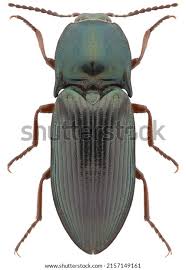 Attēlu rezultāti vaicājumam “Selatosomus aeneus”