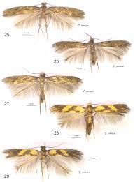 Attēlu rezultāti vaicājumam “Tischeriidae”