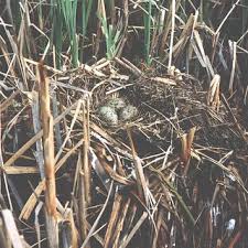 Attēlu rezultāti vaicājumam “Larus ridibundus eggs”