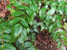 Attēlu rezultāti vaicājumam “Mahonia aquifolium leaf”