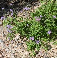 Attēlu rezultāti vaicājumam “Enteridium liceoides sessile”