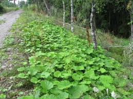 Attēlu rezultāti vaicājumam “Tenthredo mandibularis”