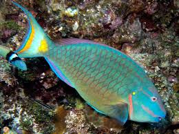 Image result for Sparisoma viride