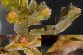 Attēlu rezultāti vaicājumam “Mniaecia jungermanniae”