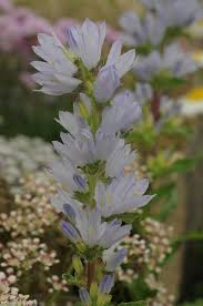 Image result for Campanula moesiaca