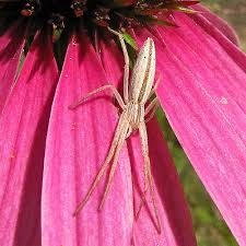 Attēlu rezultāti vaicājumam “Tibellus oblongus”