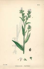 Attēlu rezultāti vaicājumam “Anchusa arvensis”